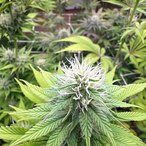 Bubblegum #2 growlog timeline photo