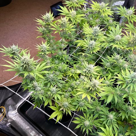 Bubblegum #3 growlog timeline photo
