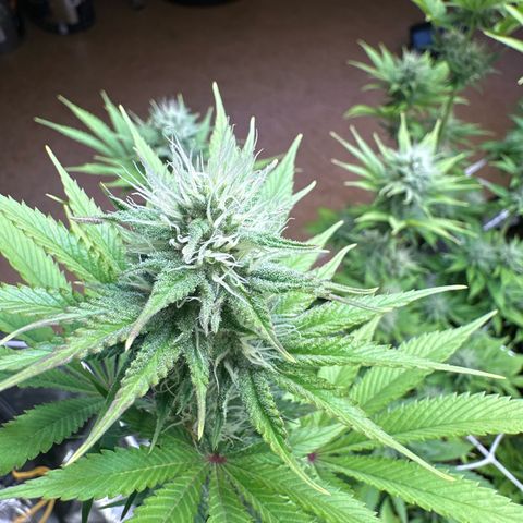 Bubblegum #3 growlog timeline photo