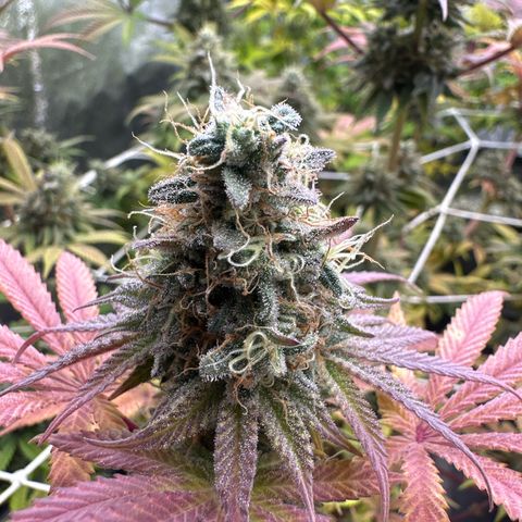 Bubblegum #1 growlog timeline photo