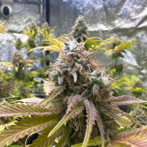 Runtz growlog timeline photo