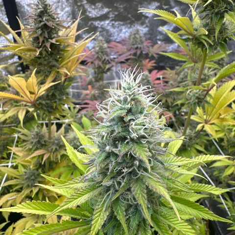 Bubblegum #2 growlog timeline photo