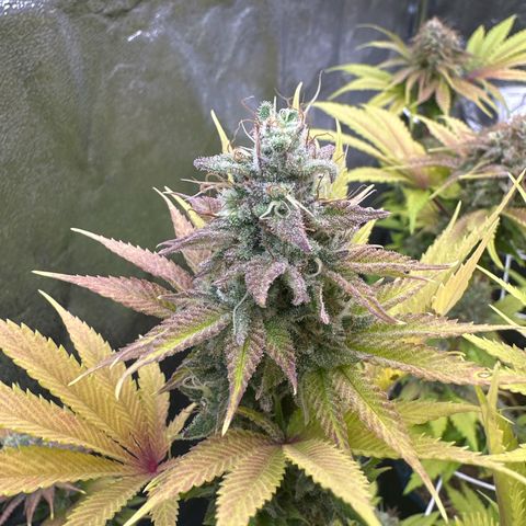 Bubblegum #3 growlog timeline photo