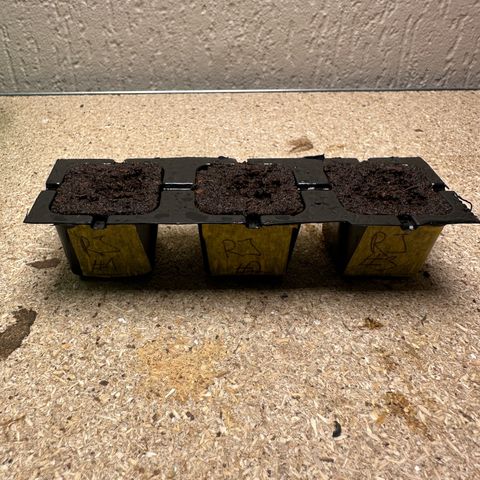 Radical Juice #2 growlog timeline photo