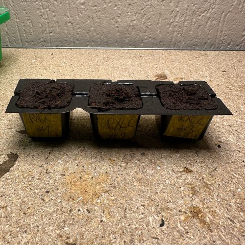 Runtz x LayerCake #1 growlog timeline photo