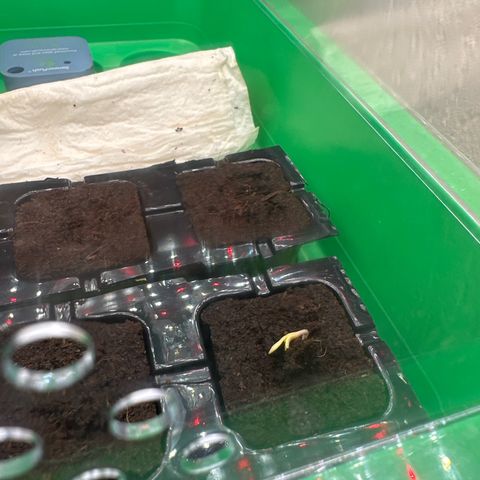Runtz x LayerCake #3 growlog timeline photo