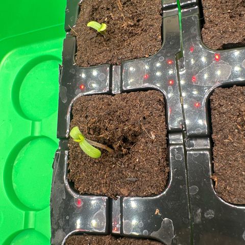 Radical Juice #2 growlog timeline photo