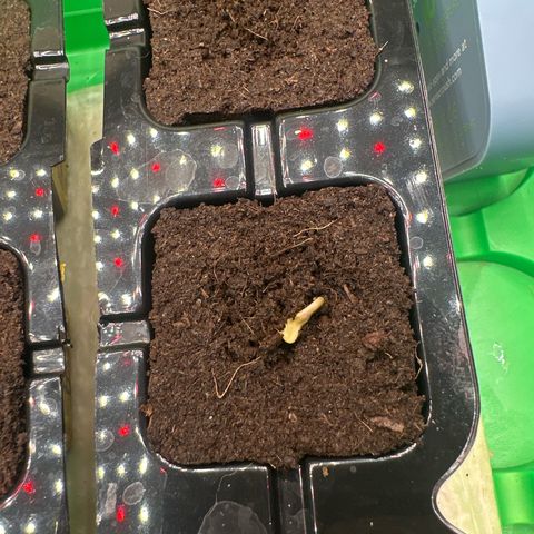 Runtz x LayerCake #2 growlog timeline photo