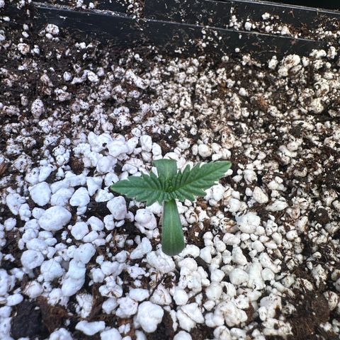 Radical Juice #2 growlog timeline photo