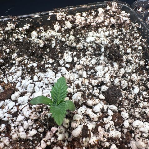 Radical Juice #1 growlog timeline photo