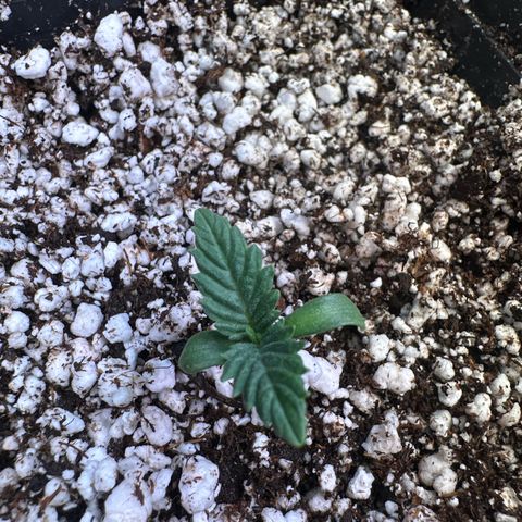 Runtz x LayerCake #3 growlog timeline photo