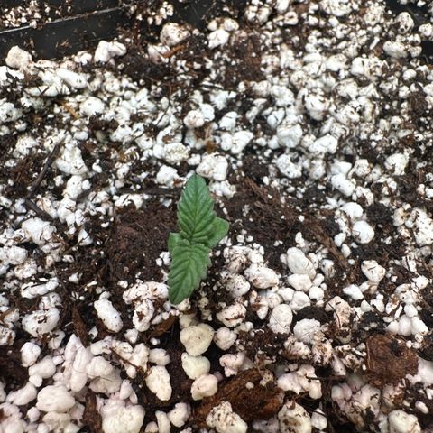 Runtz x LayerCake #2 growlog timeline photo