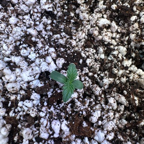 Runtz x LayerCake #1 growlog timeline photo
