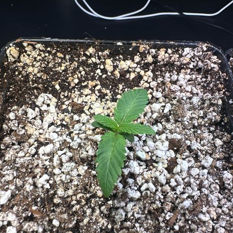 Radical Juice #1 growlog timeline photo