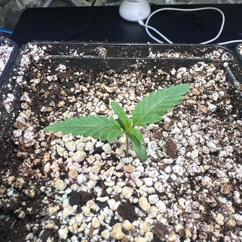 Radical Juice #2 growlog timeline photo