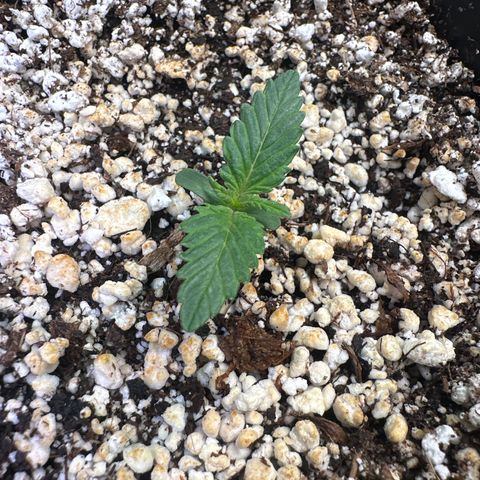 Runtz x LayerCake #1 growlog timeline photo