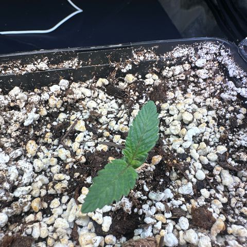 Runtz x LayerCake #2 growlog timeline photo