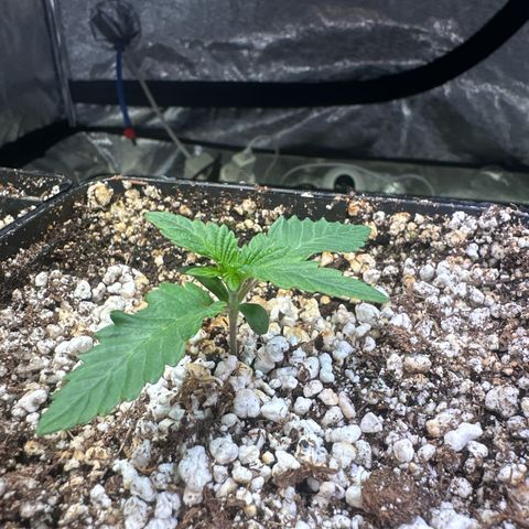 Radical Juice #1 growlog timeline photo