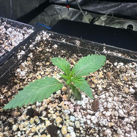 Radical Juice #2 growlog timeline photo