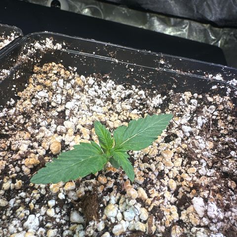 Runtz x LayerCake #1 growlog timeline photo