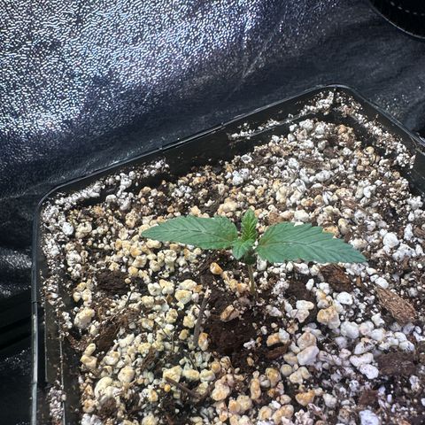 Runtz x LayerCake #2 growlog timeline photo