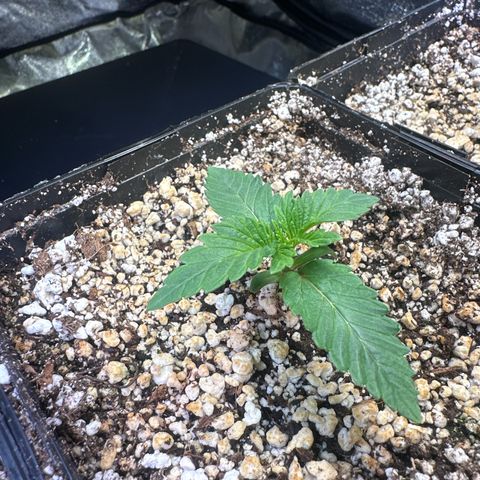 Runtz x LayerCake #3 growlog timeline photo