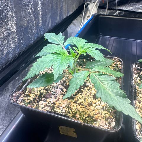 Radical Juice #1 growlog timeline photo