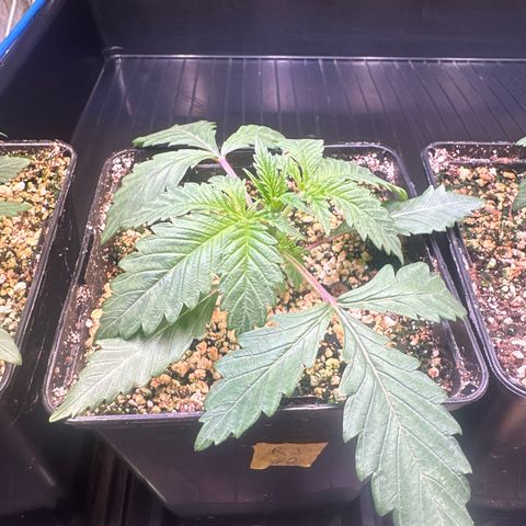 Radical Juice #2 growlog timeline photo