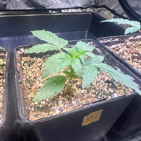 Runtz x LayerCake #1 growlog timeline photo