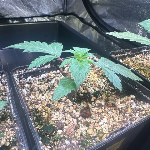 Runtz x LayerCake #2 growlog timeline photo