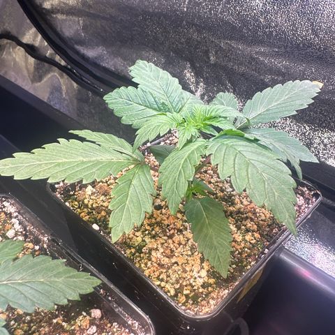 Runtz x LayerCake #3 growlog timeline photo
