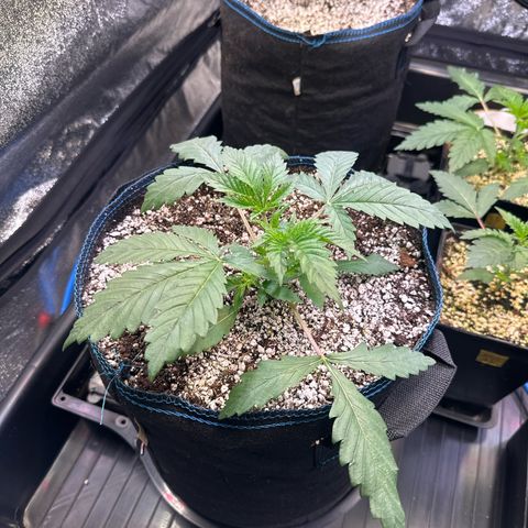 Radical Juice #2 growlog timeline photo