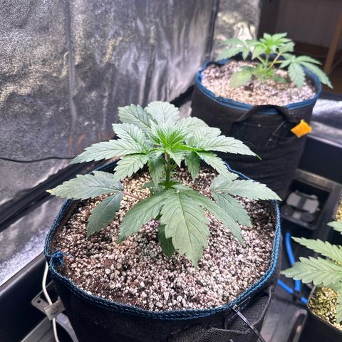 Runtz x LayerCake #3 growlog timeline photo