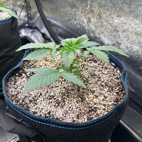Runtz x LayerCake #1 growlog timeline photo