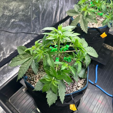 Runtz x LayerCake #3 growlog timeline photo