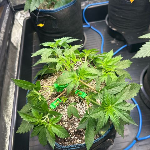 Runtz x LayerCake #1 growlog timeline photo