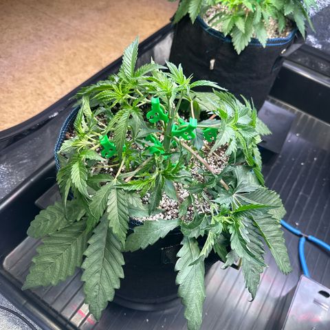 Radical Juice #2 growlog timeline photo