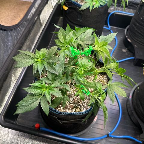 Runtz x LayerCake #1 growlog timeline photo