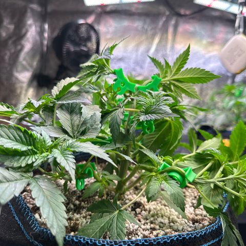 Runtz x LayerCake #1 growlog timeline photo