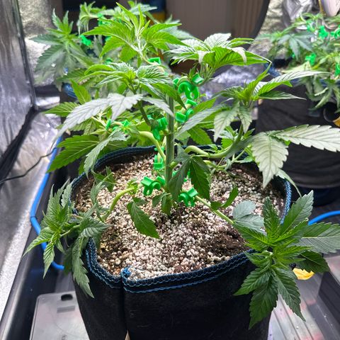 Runtz x LayerCake #3 growlog timeline photo