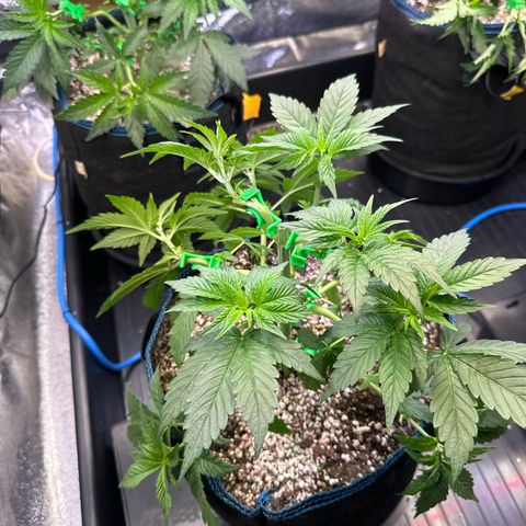 Runtz x LayerCake #3 growlog timeline photo