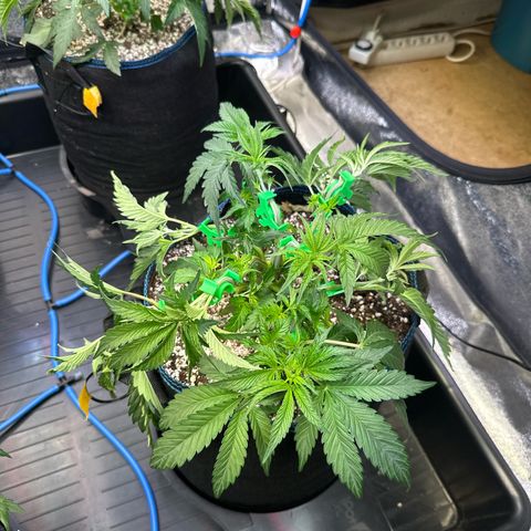 Radical Juice #2 growlog timeline photo