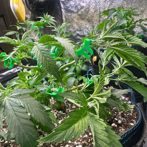 Radical Juice #2 growlog timeline photo