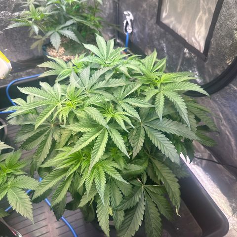 Radical Juice #2 growlog timeline photo