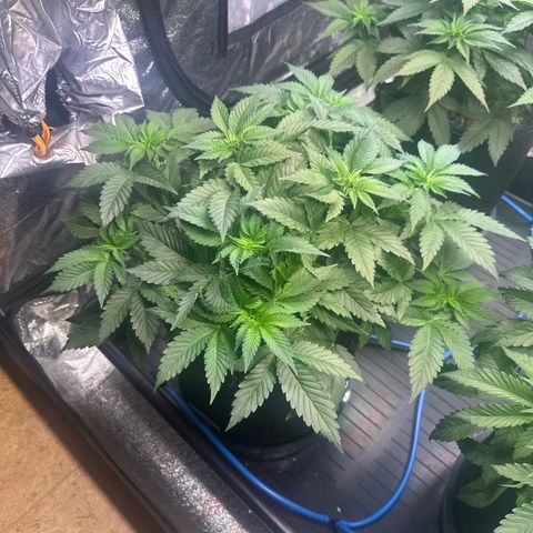 Runtz x LayerCake #1 growlog timeline photo