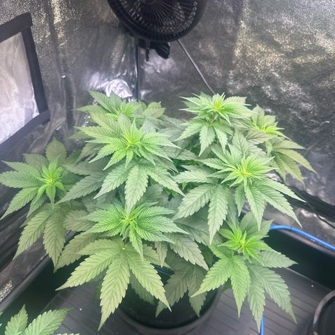Runtz x LayerCake #3 growlog timeline photo