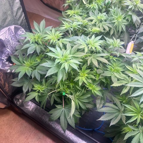 Runtz x LayerCake #1 growlog timeline photo
