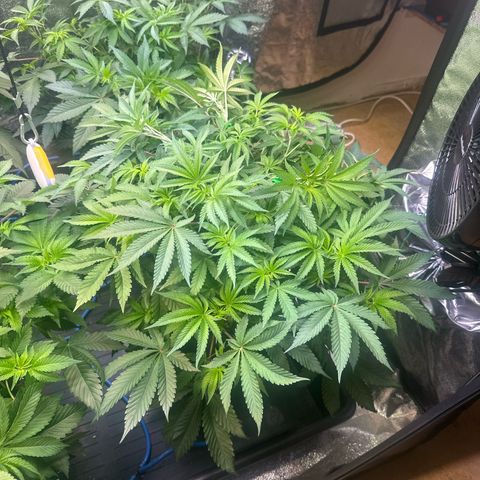 Radical Juice #2 growlog timeline photo