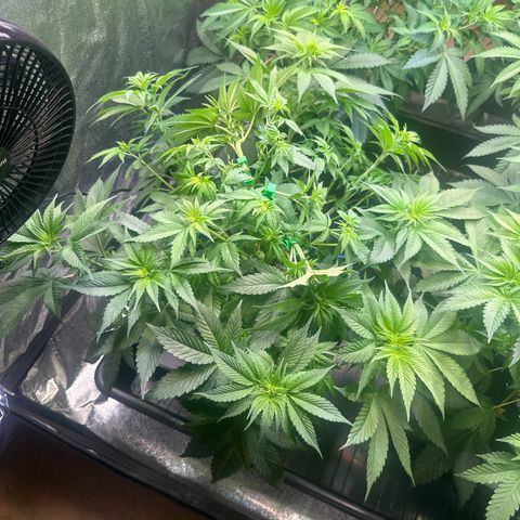 Runtz x LayerCake #3 growlog timeline photo