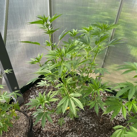 Runtz x LayerCake #2 growlog timeline photo